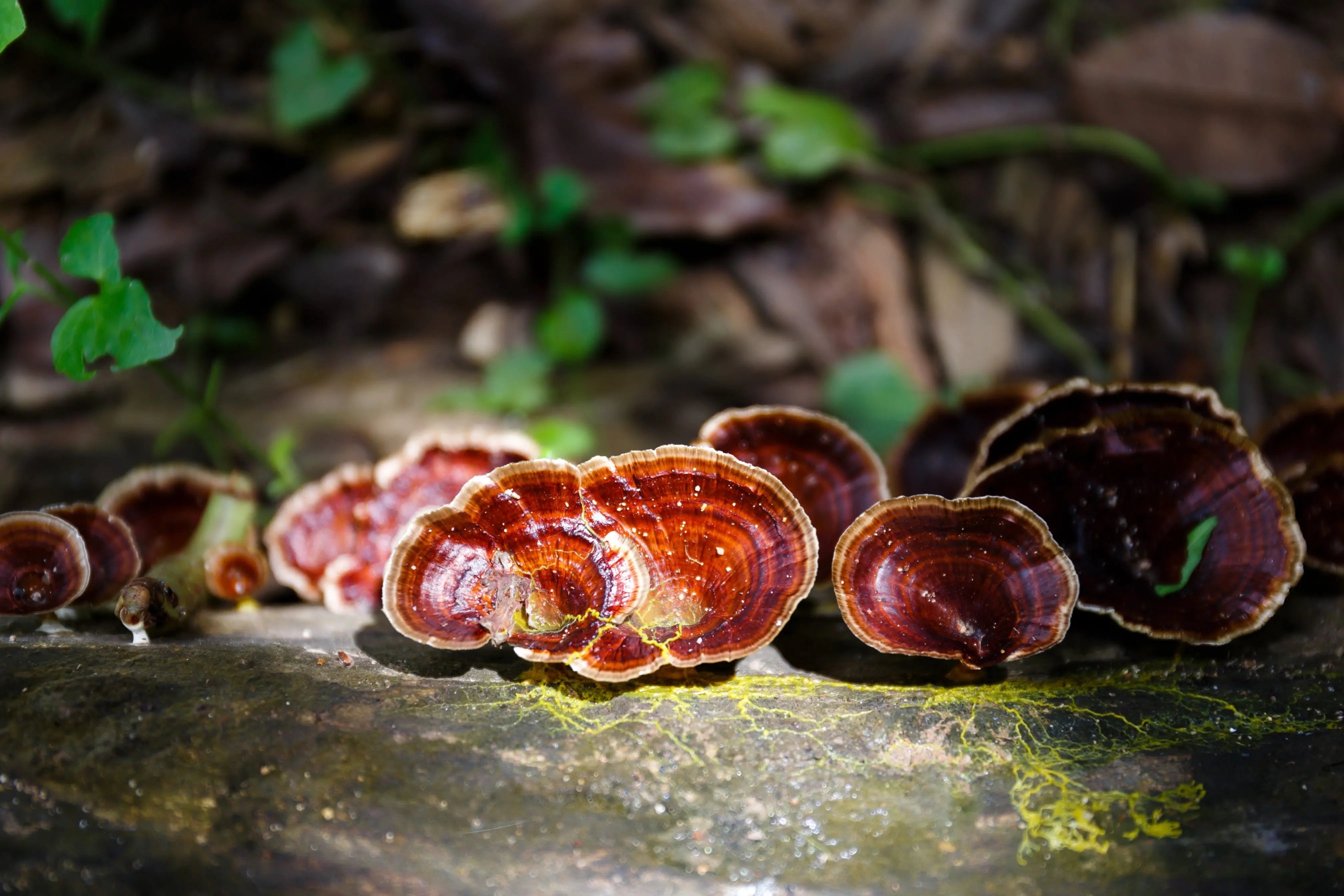 Reishi and Heart Health: Understanding "King of Mushrooms" Cardiovascular Benefits