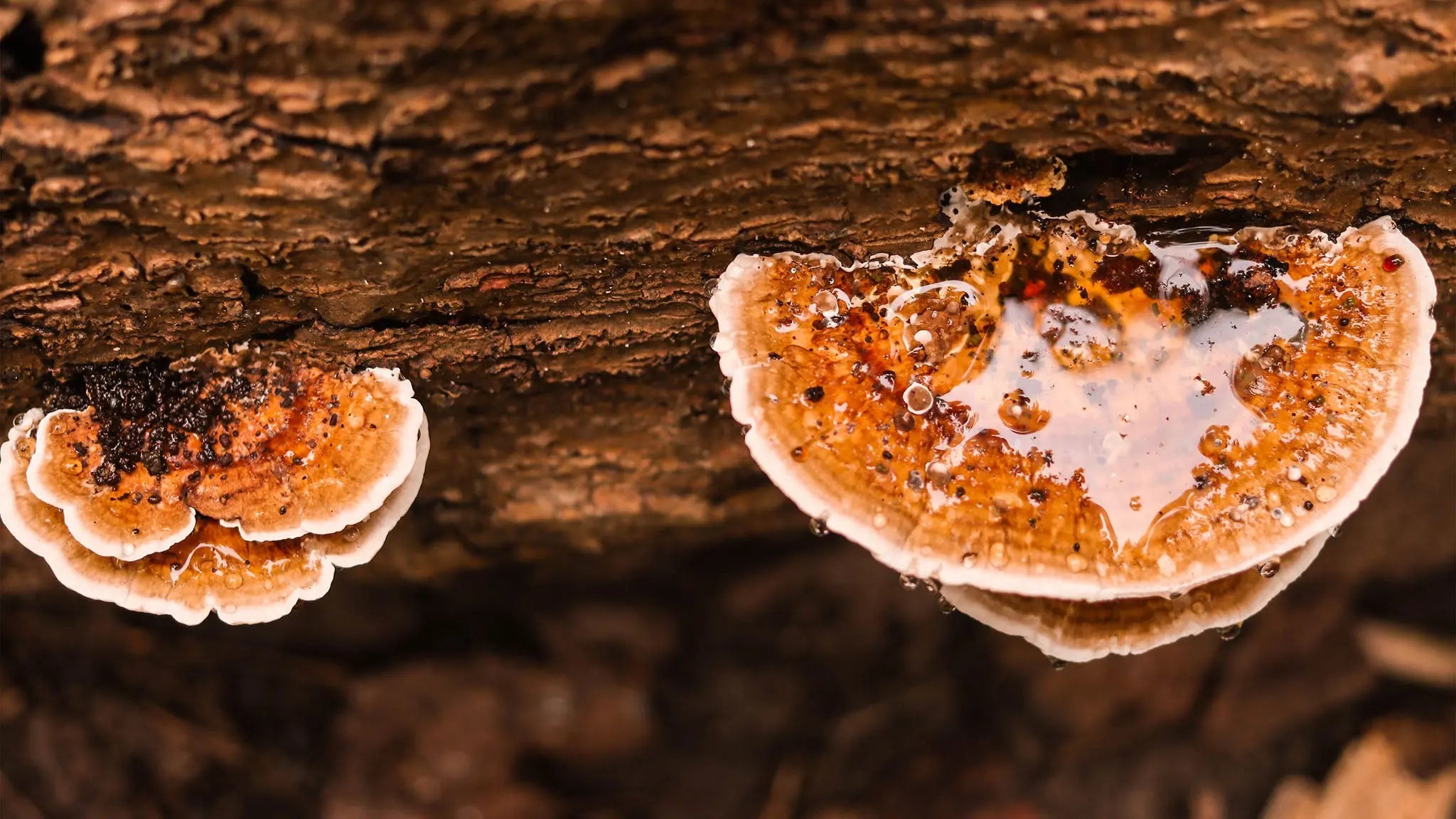 What-are-Functional-Mushrooms The Functional Mushroom Company