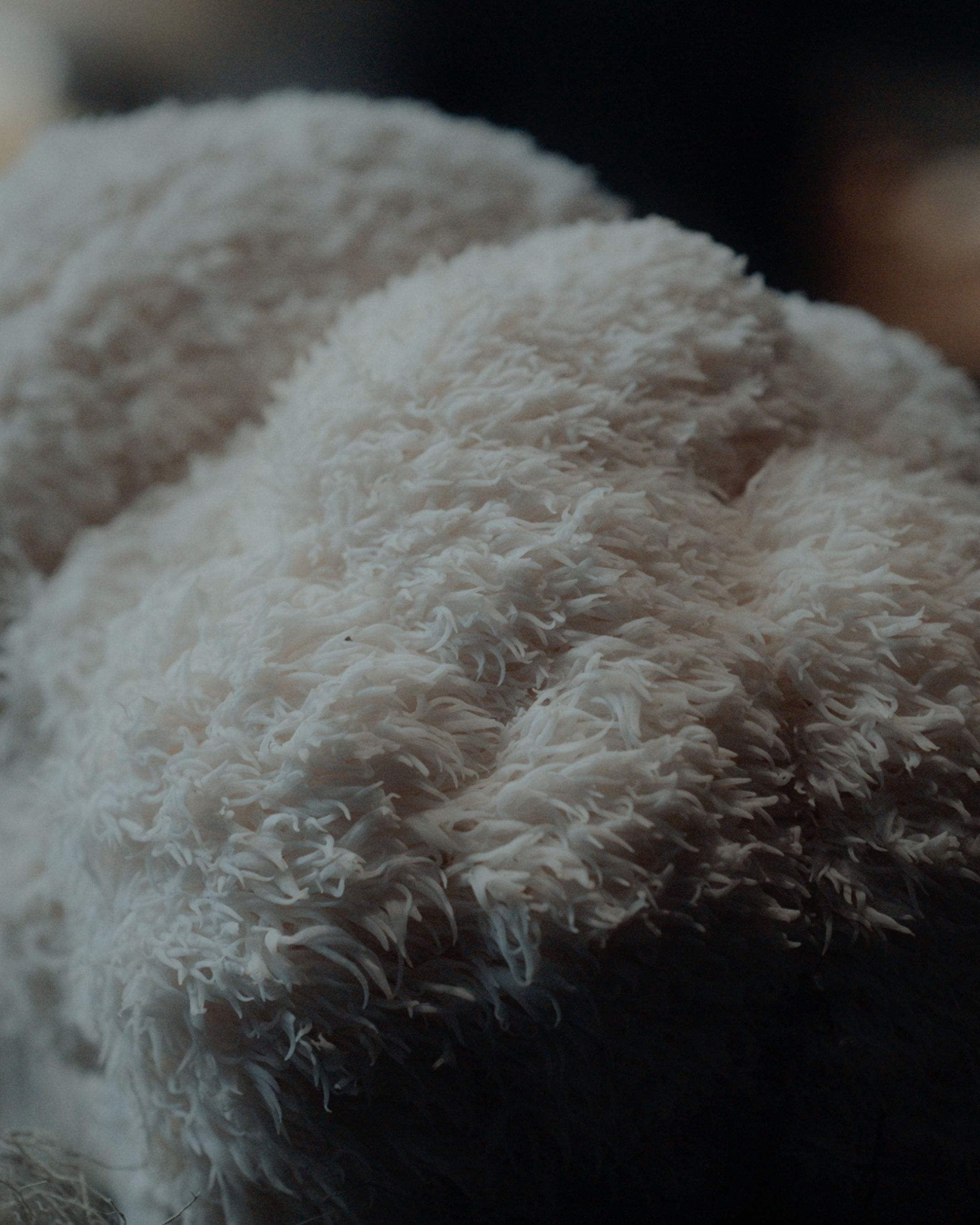 Organic Lion's Mane Extract | Mood - Cognition - Neuroprotection