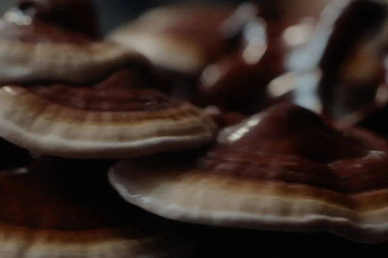 Reishi conks growing in tiers, photographed close.