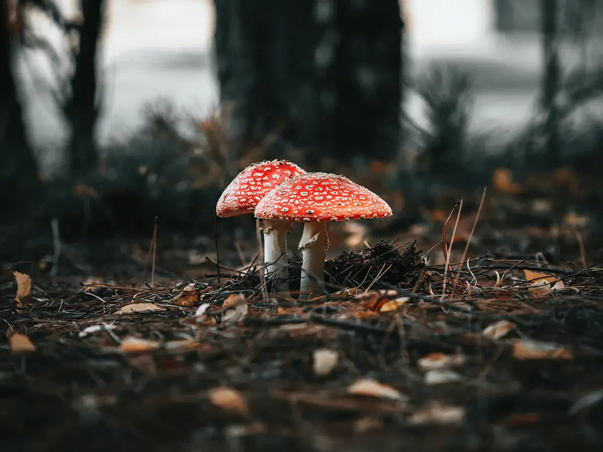 Mycophobia-What-s-Beneath-Britain-s-Historic-Fear-of-Fungi The Functional Mushroom Company