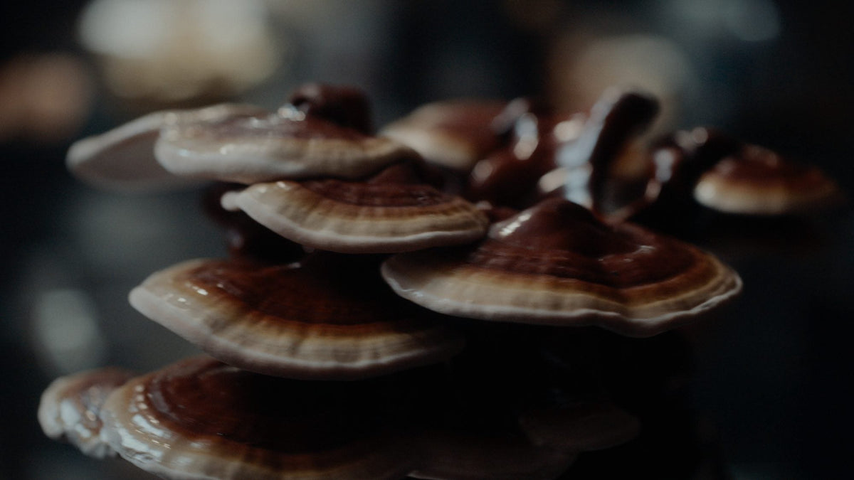 Red-brown Reishi fruiting bodies photographed in the studio