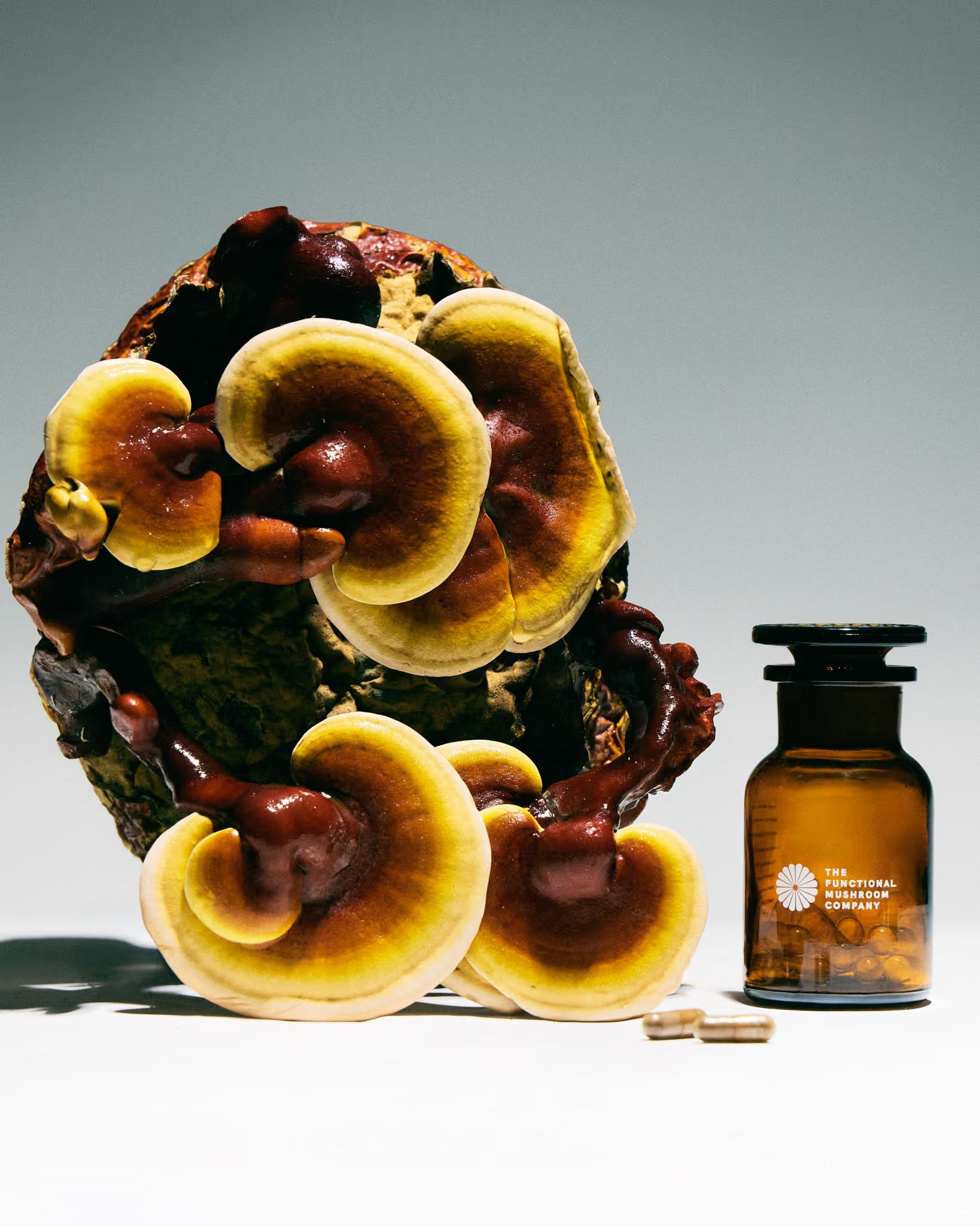 Organic Reishi Mushroom Extract | Immunity • Nervous System Support