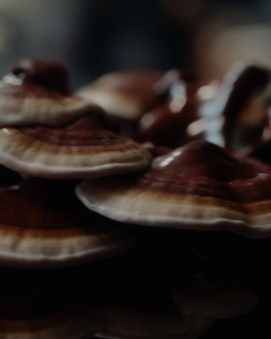 Flourish | Immunity • Sleep • Metabolism