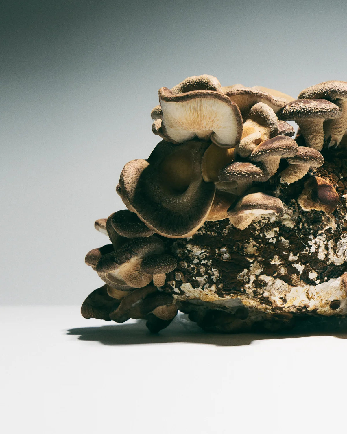 Organic Shiitake Mushroom Extract | Cholesterol Regulation • Digestive Health