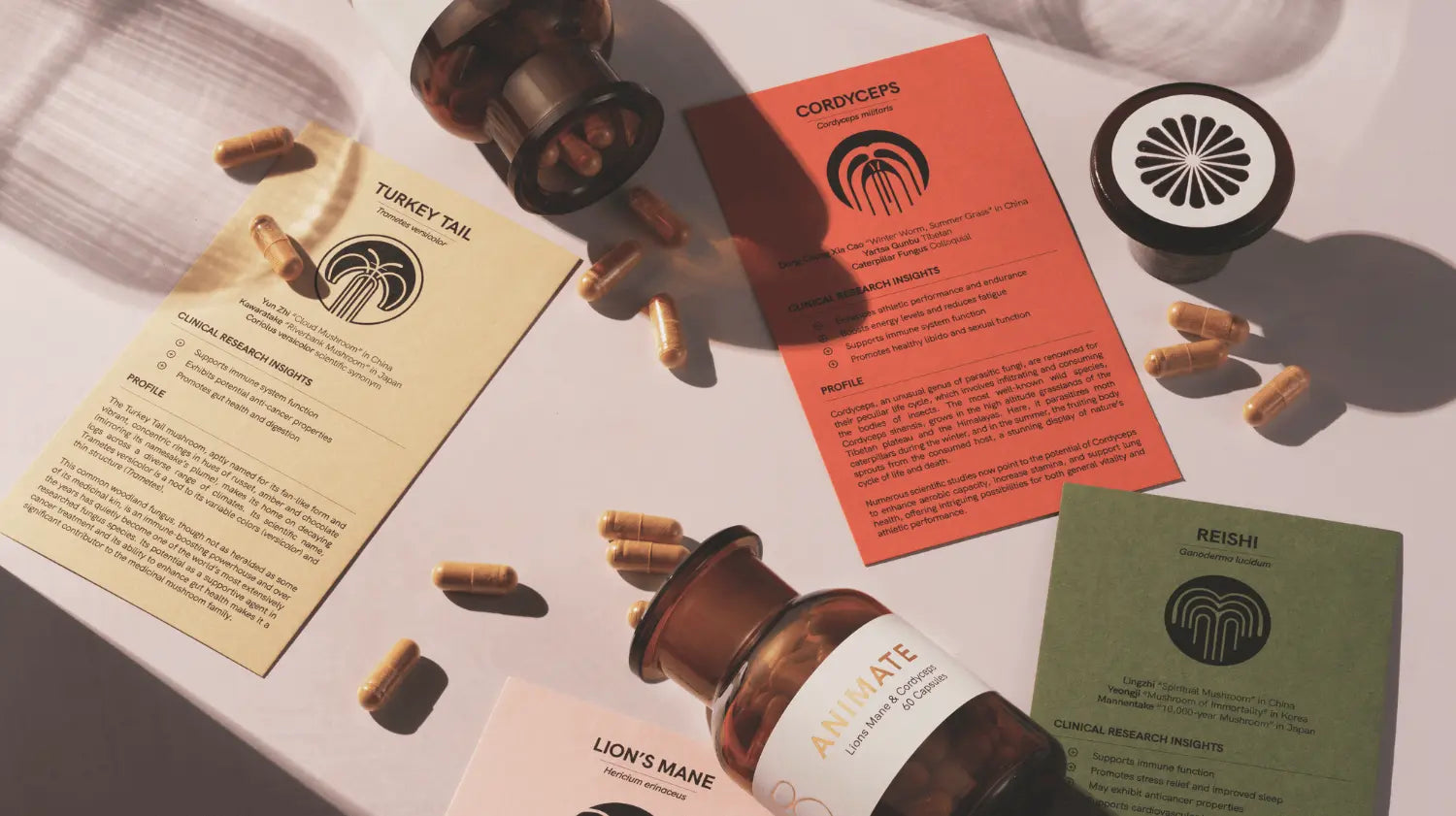 The functional mushroom company