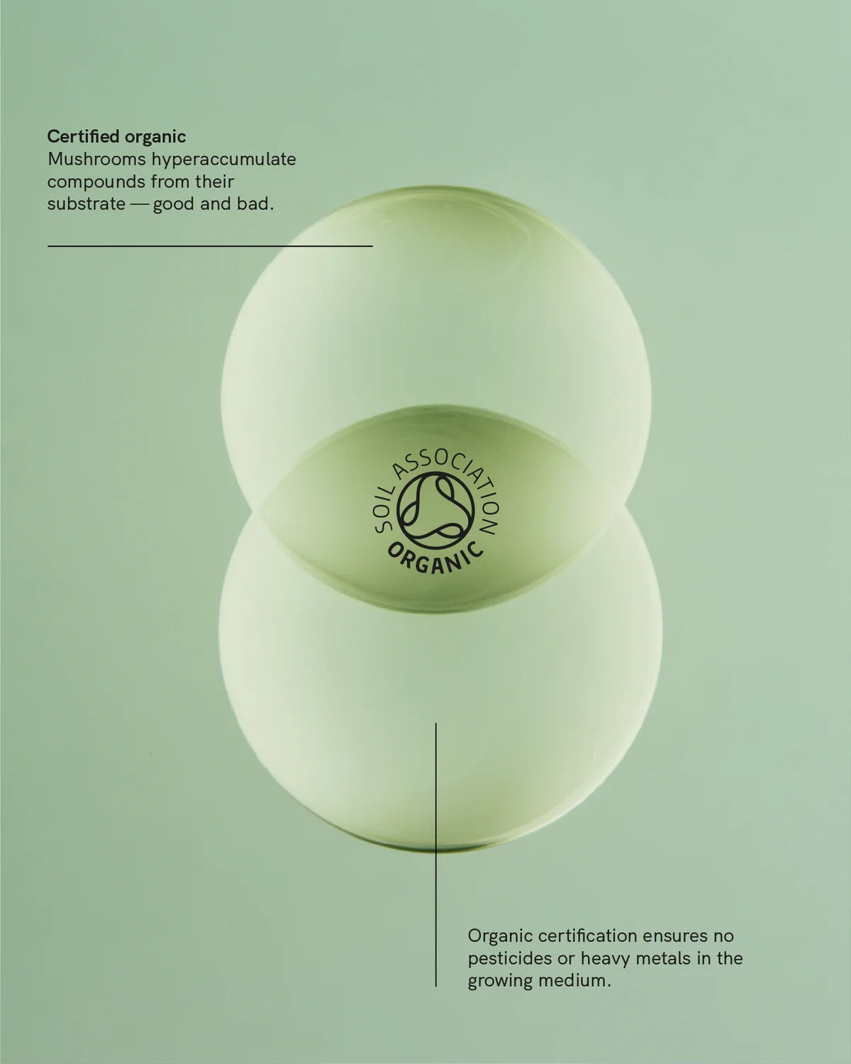 Organic Maitake Mushroom Extract | Metabolic Regulation • Hormonal Function