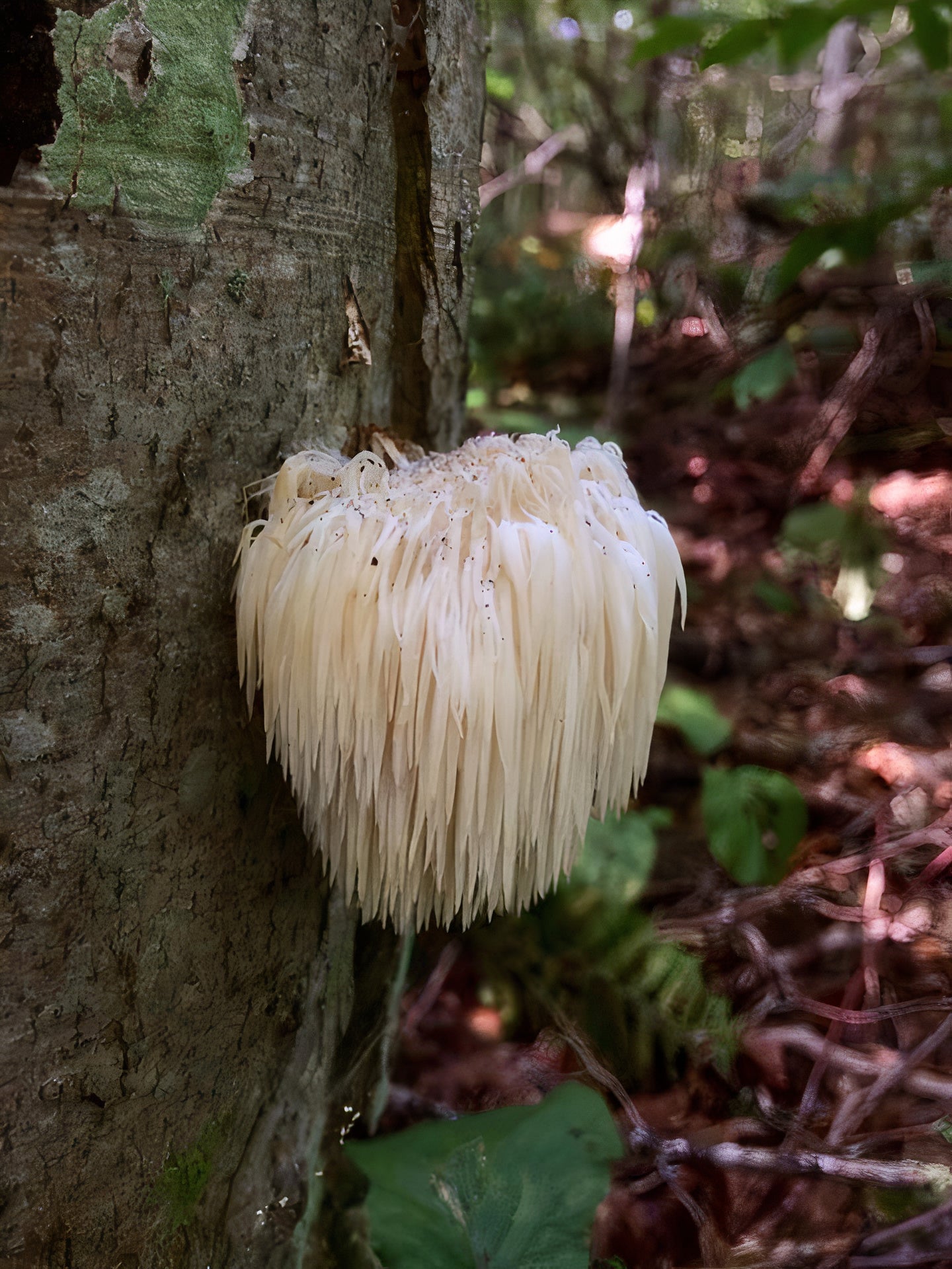 lions mane mushroom