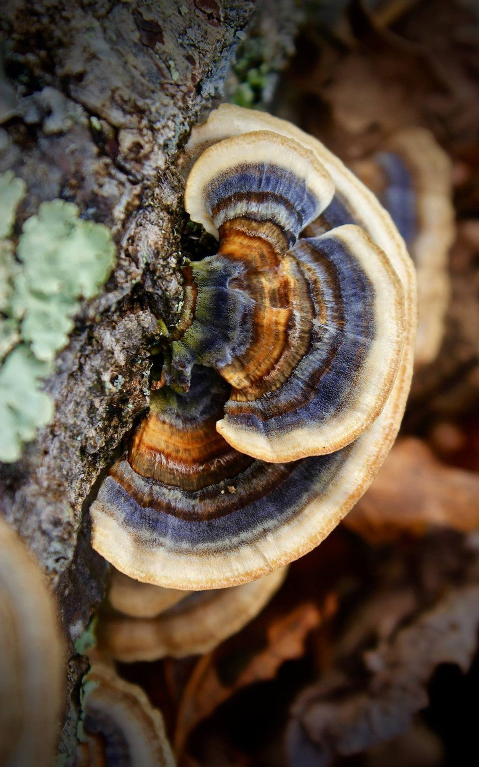 turkey tail mushroom