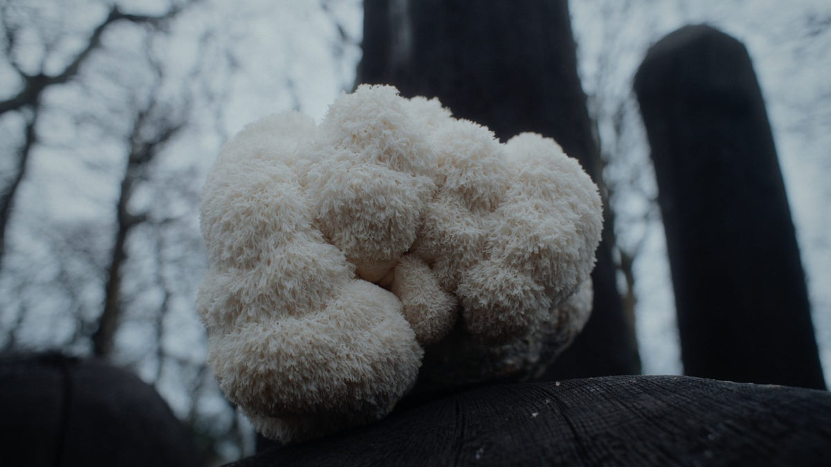 Lion’s Mane growing on a fallen tree