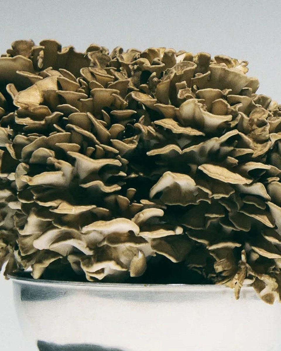 FLOURISH - Immunity & Recovery The Functional Mushroom Company