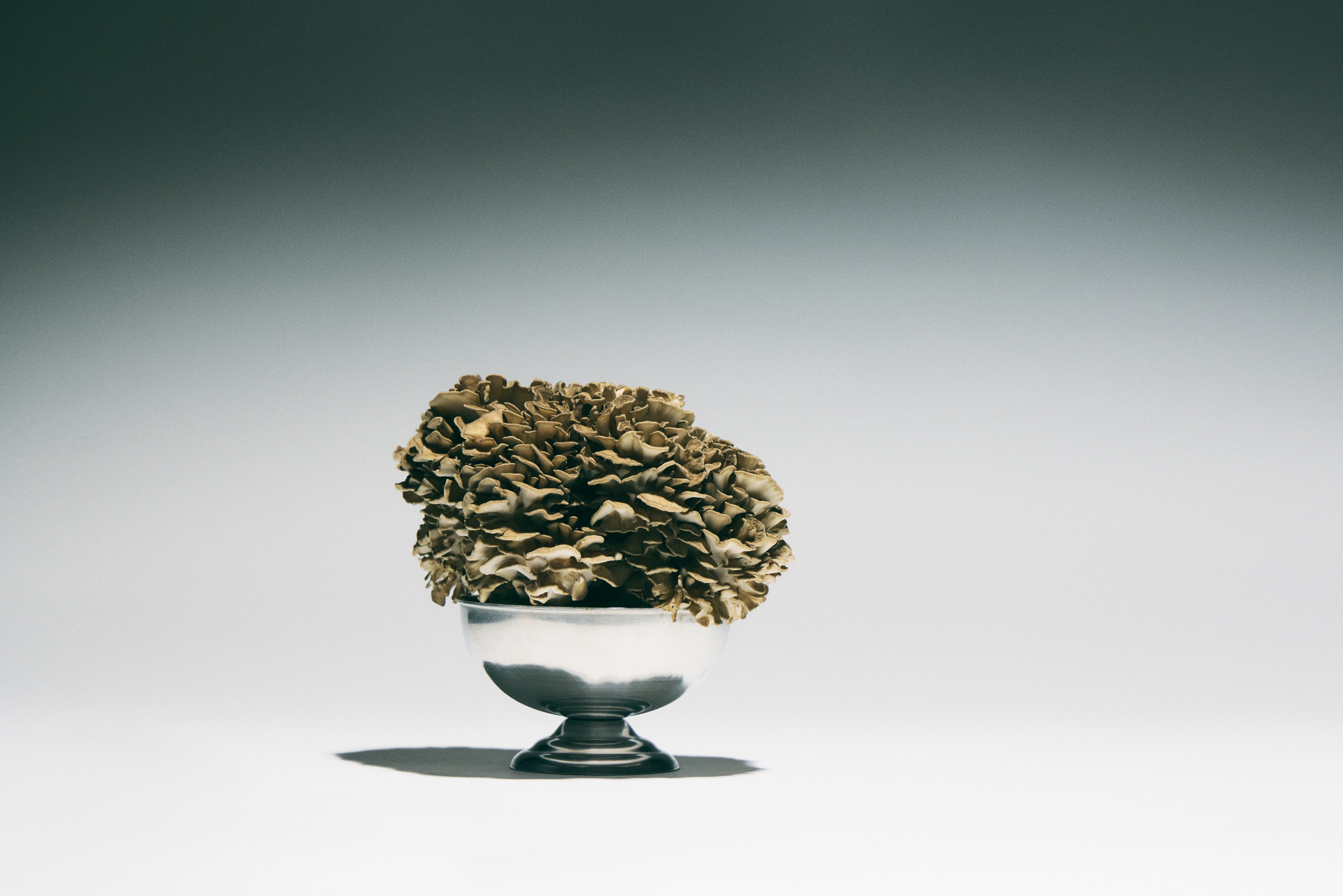 Maitake