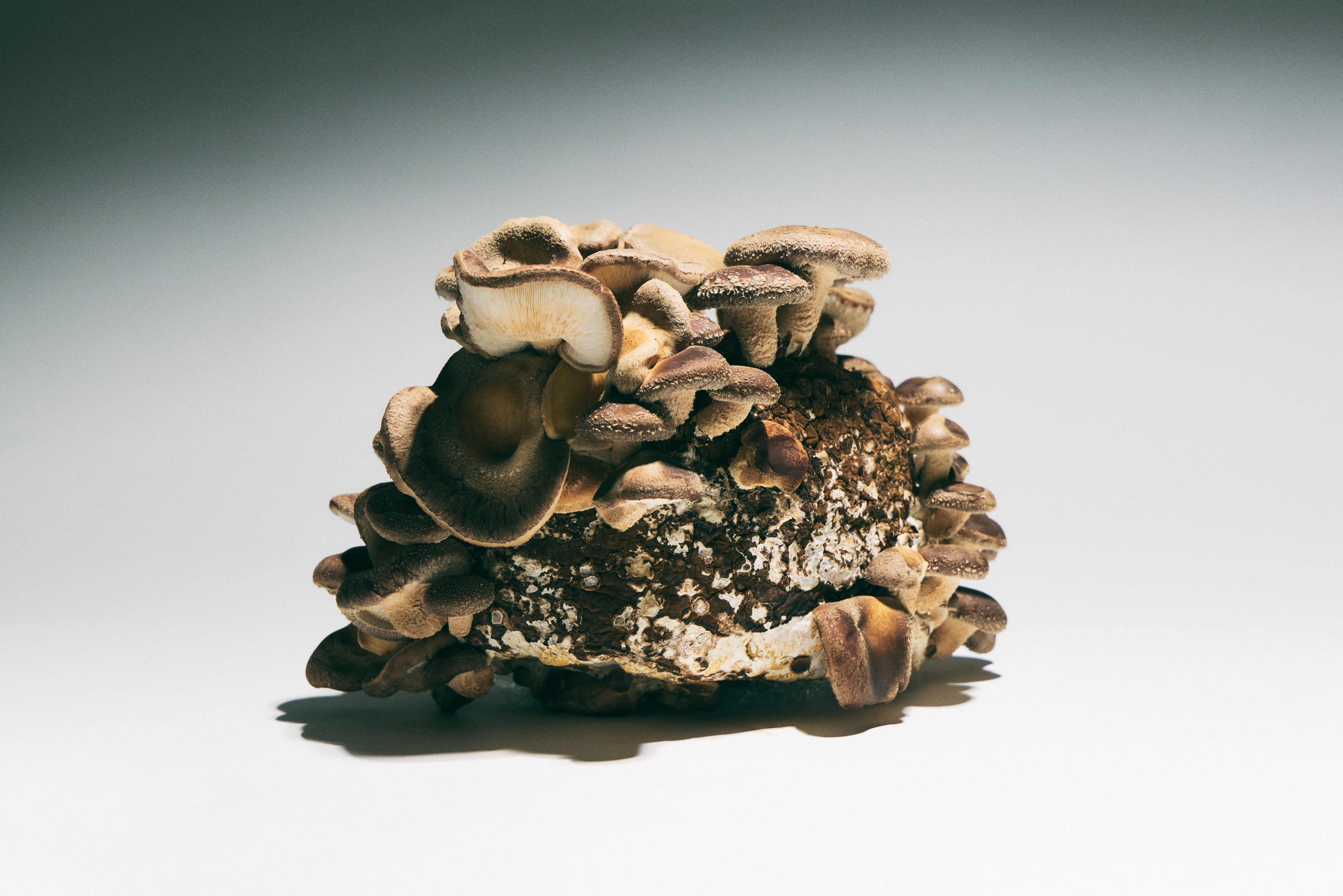 Shiitake
