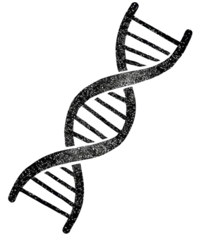 A DNA double helix drawn in ink.