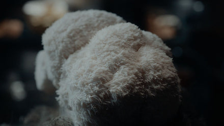Lion’s Mane fruiting body