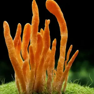 Cordyceps stromata