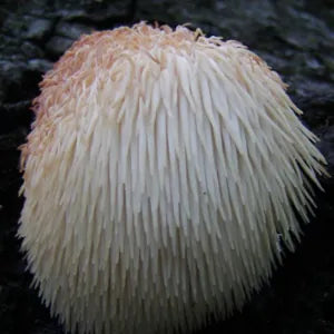 Lion’s Mane fruiting body